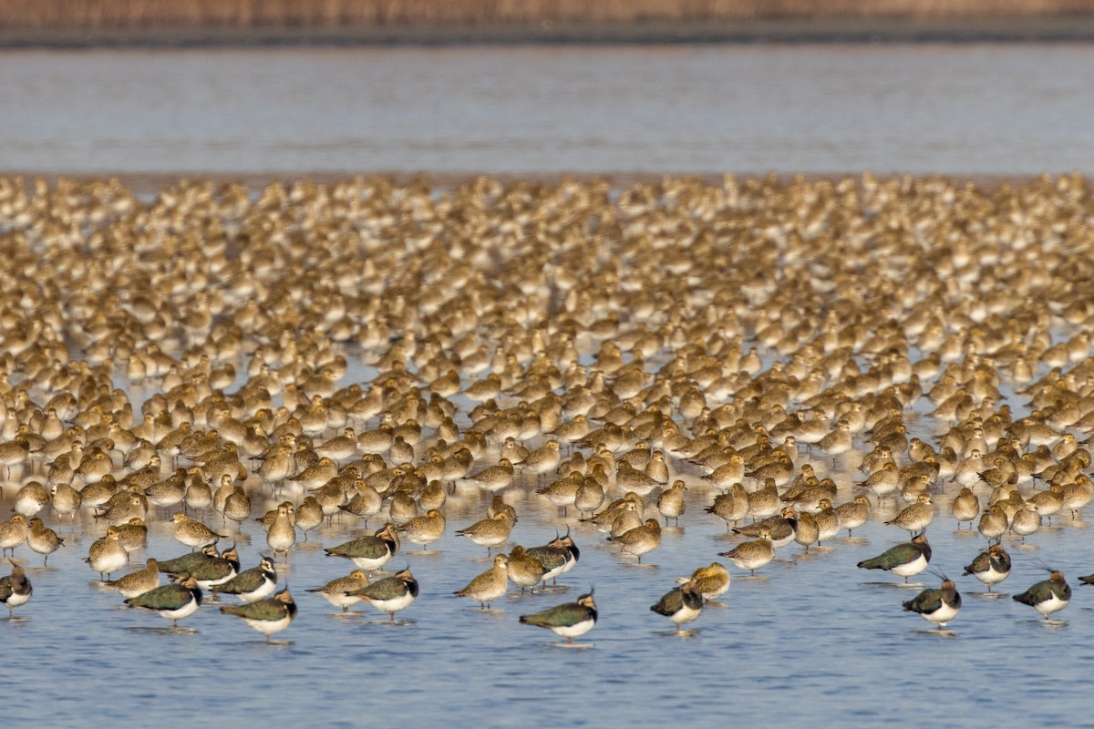 Сивка звичайна - ML647222576