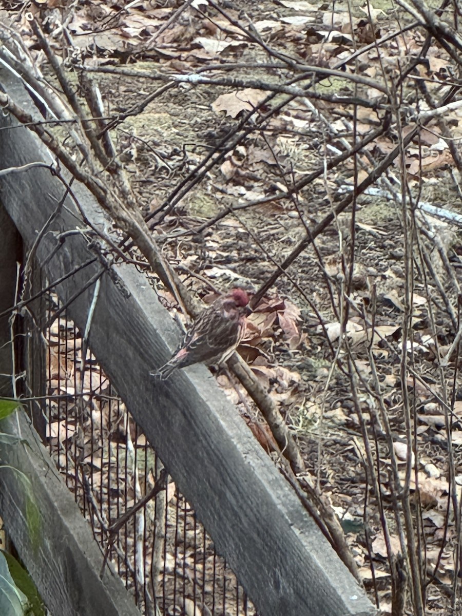 Purple Finch - ML647222577