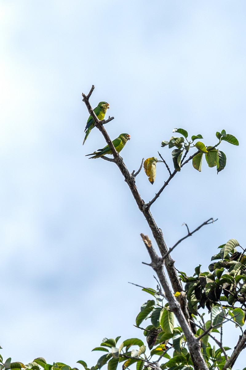 Orange-fronted Parakeet - ML647222582