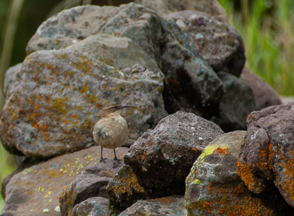 Langschnabel-Erdhacker (jelskii/saturata) - ML647222584