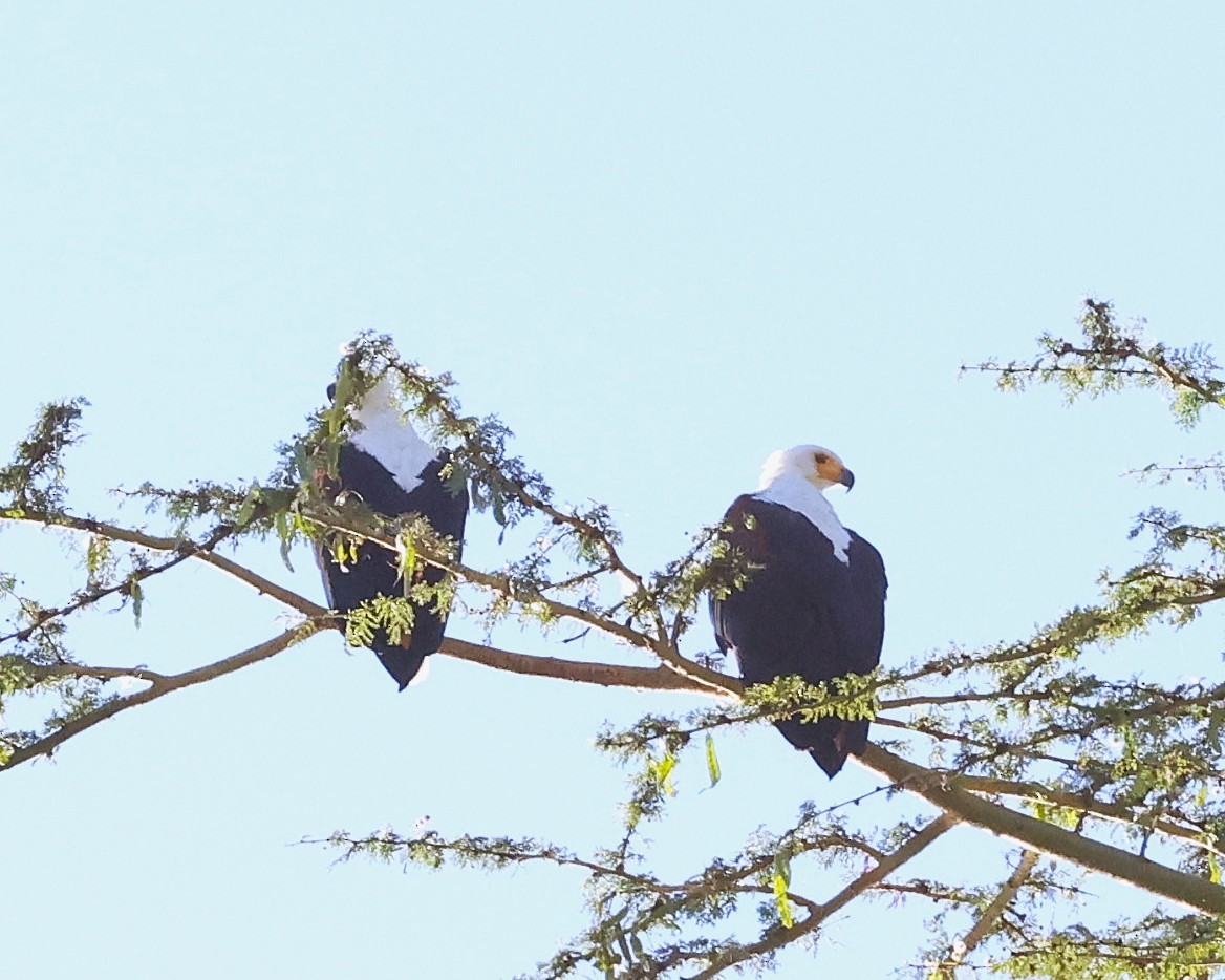 African Fish-Eagle - ML647222589