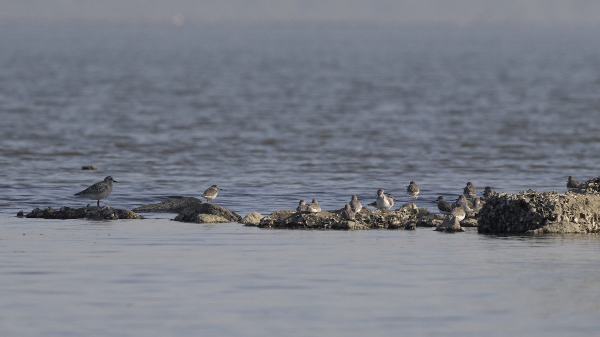 ソリハシシギ - ML647222596