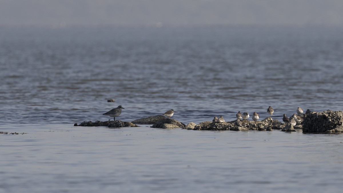 ソリハシシギ - ML647222598