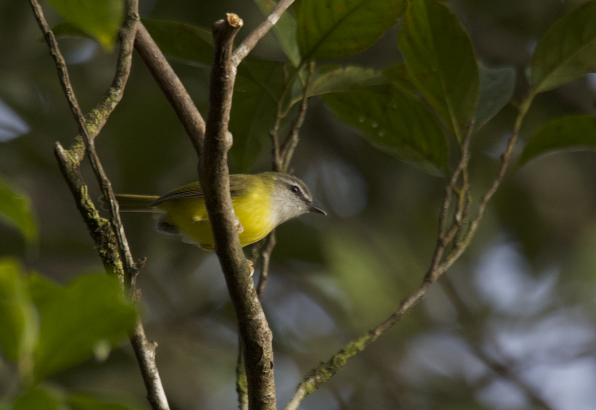 Yellow-bellied Warbler - ML647222605