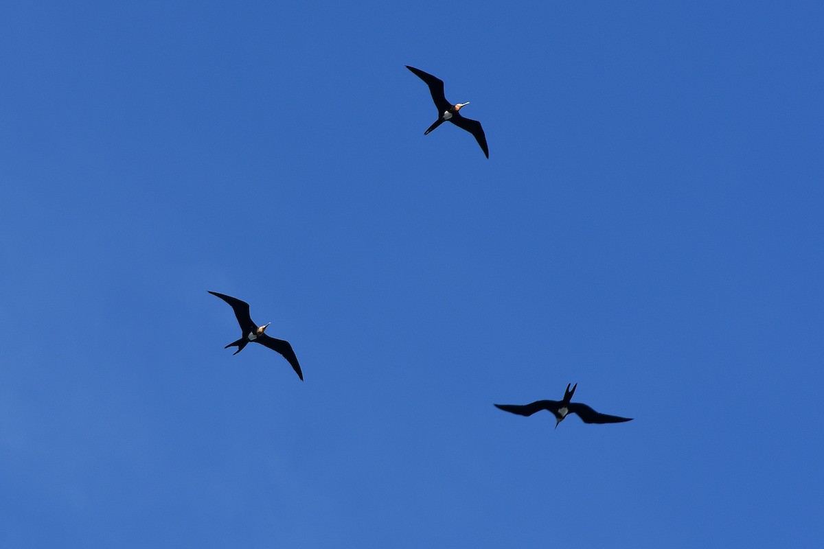 聖誕島軍艦鳥 - ML647222606