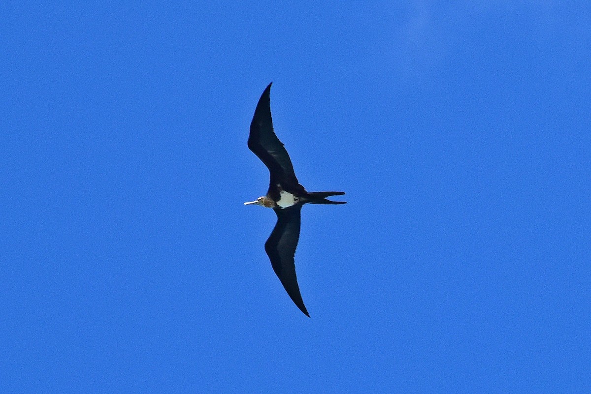 聖誕島軍艦鳥 - ML647222611