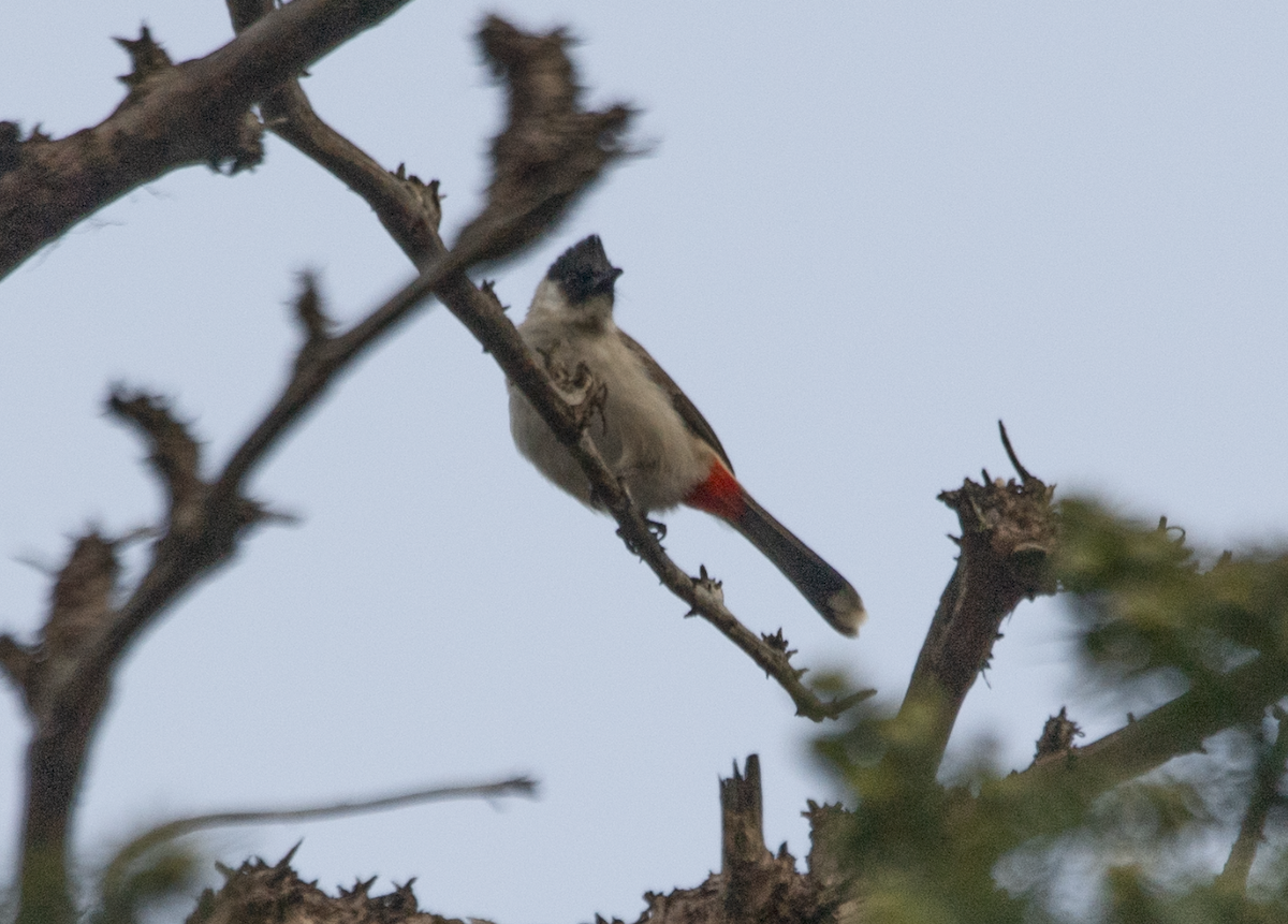Bulbul Ventridorado - ML647222615