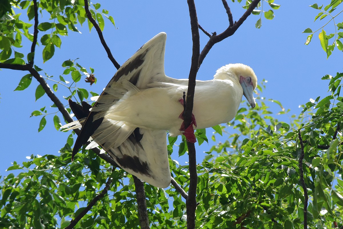 Сула червононога - ML647222621