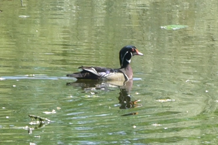 Wood Duck - ML647222624