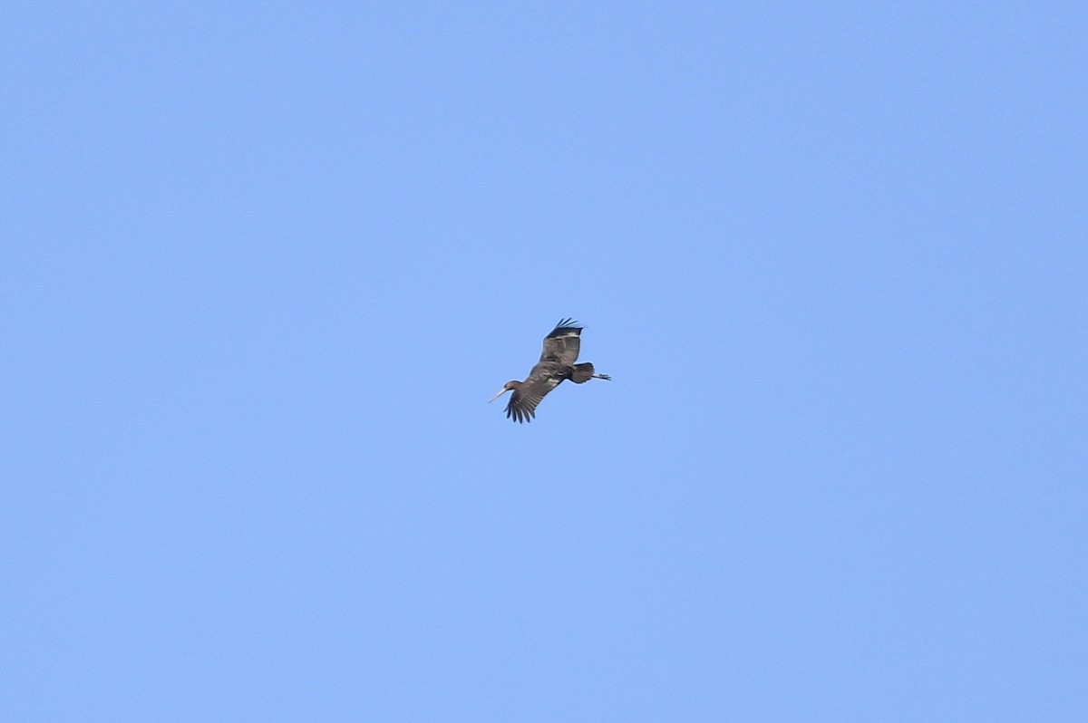 Black Stork - ML647222629