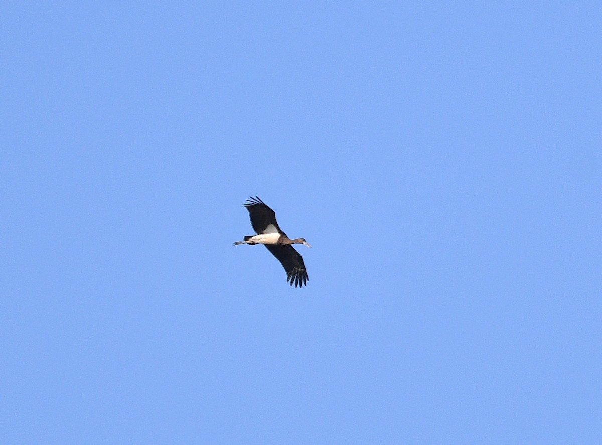 Black Stork - ML647222630