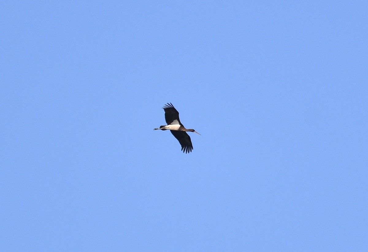 Black Stork - ML647222631