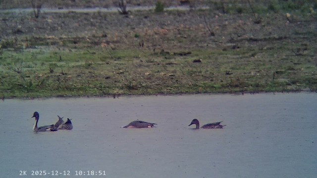 ostralka štíhlá - ML647222632