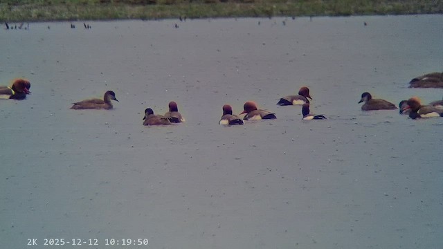 zrzohlávka rudozobá - ML647222637