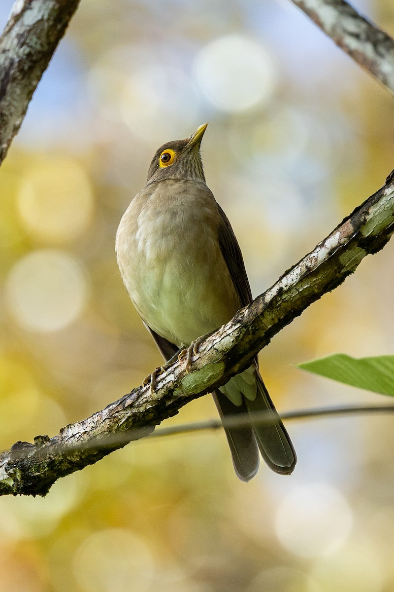 Çıplak Gözlü Ardıç - ML647222643