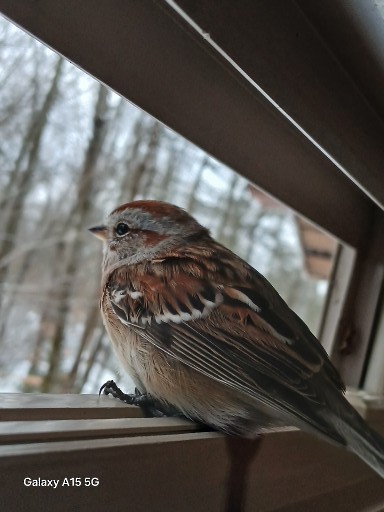 American Tree Sparrow - ML647222644