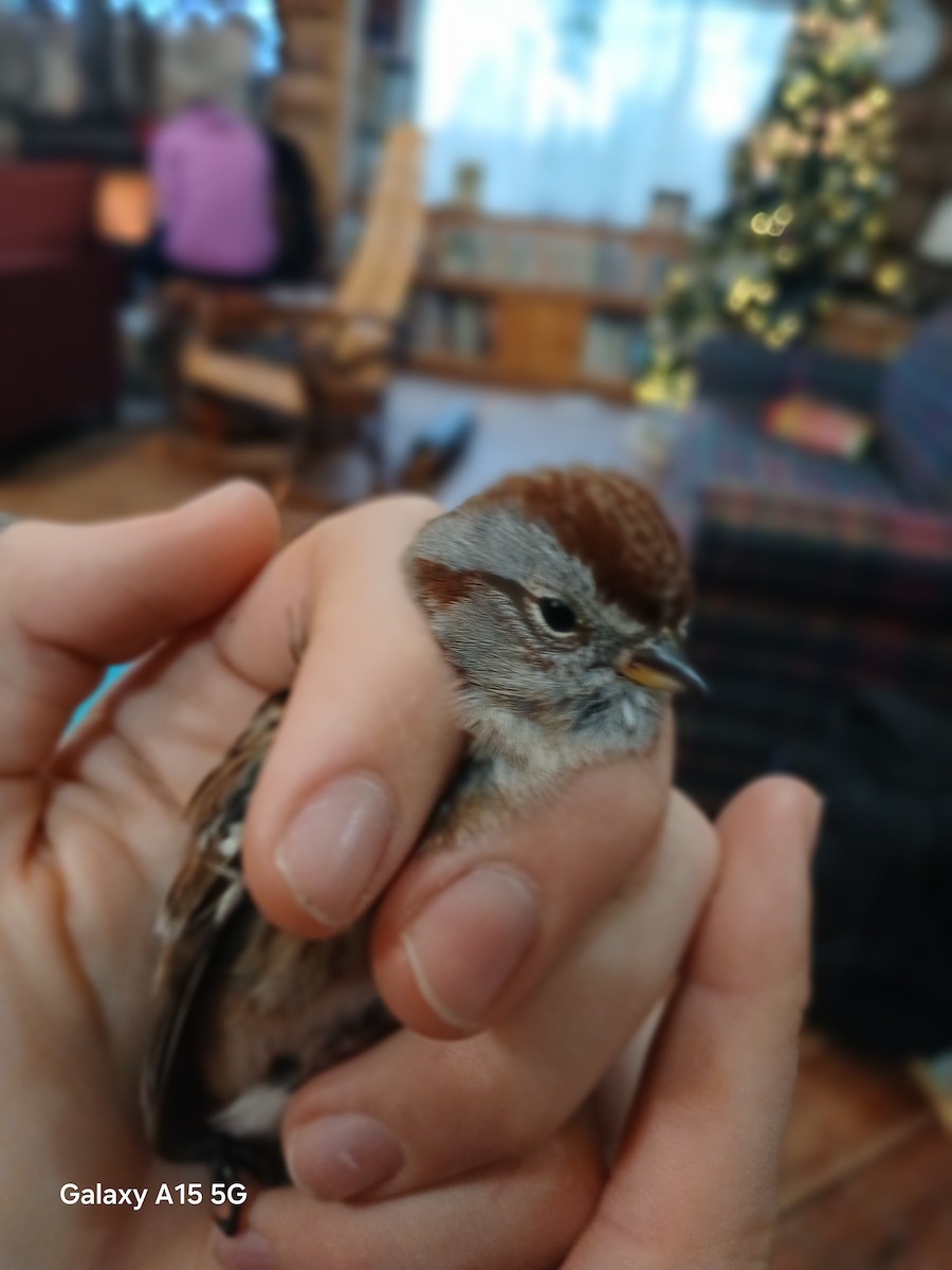 American Tree Sparrow - ML647222645