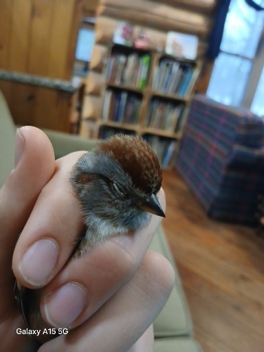 American Tree Sparrow - ML647222646