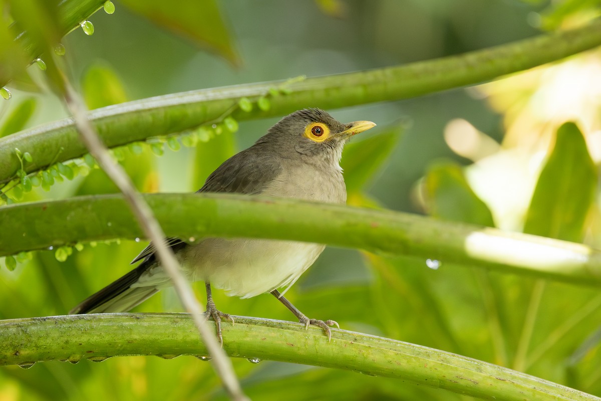 Çıplak Gözlü Ardıç - ML647222647