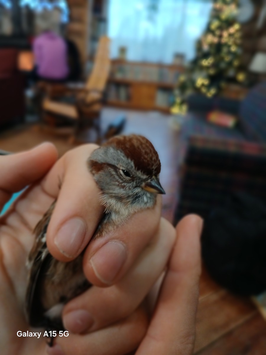 American Tree Sparrow - ML647222648