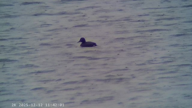 polák malý - ML647222649