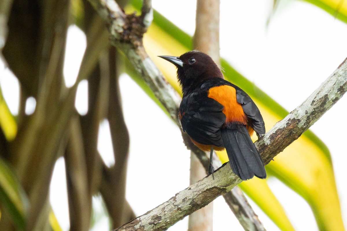 Martinique Oriole - ML647222651