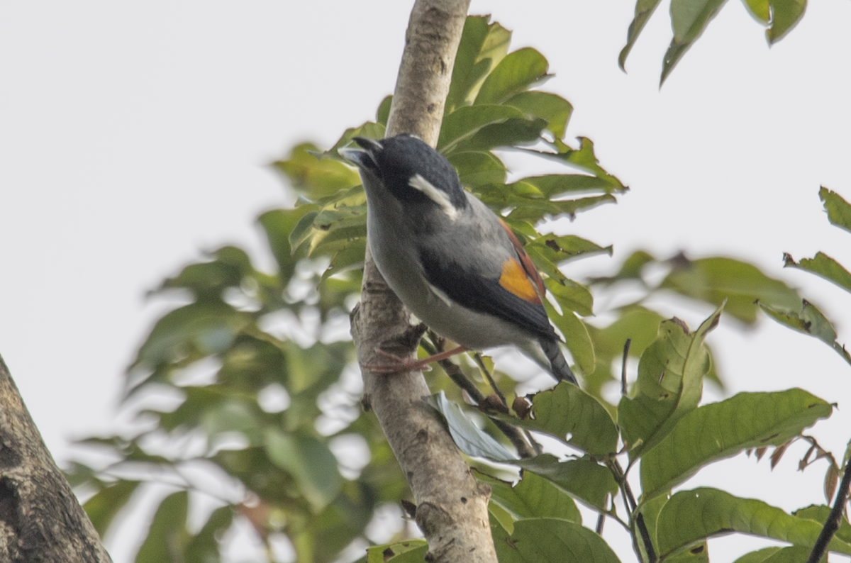 White-browed Shrike-Babbler (Gray-breasted) - ML647222654