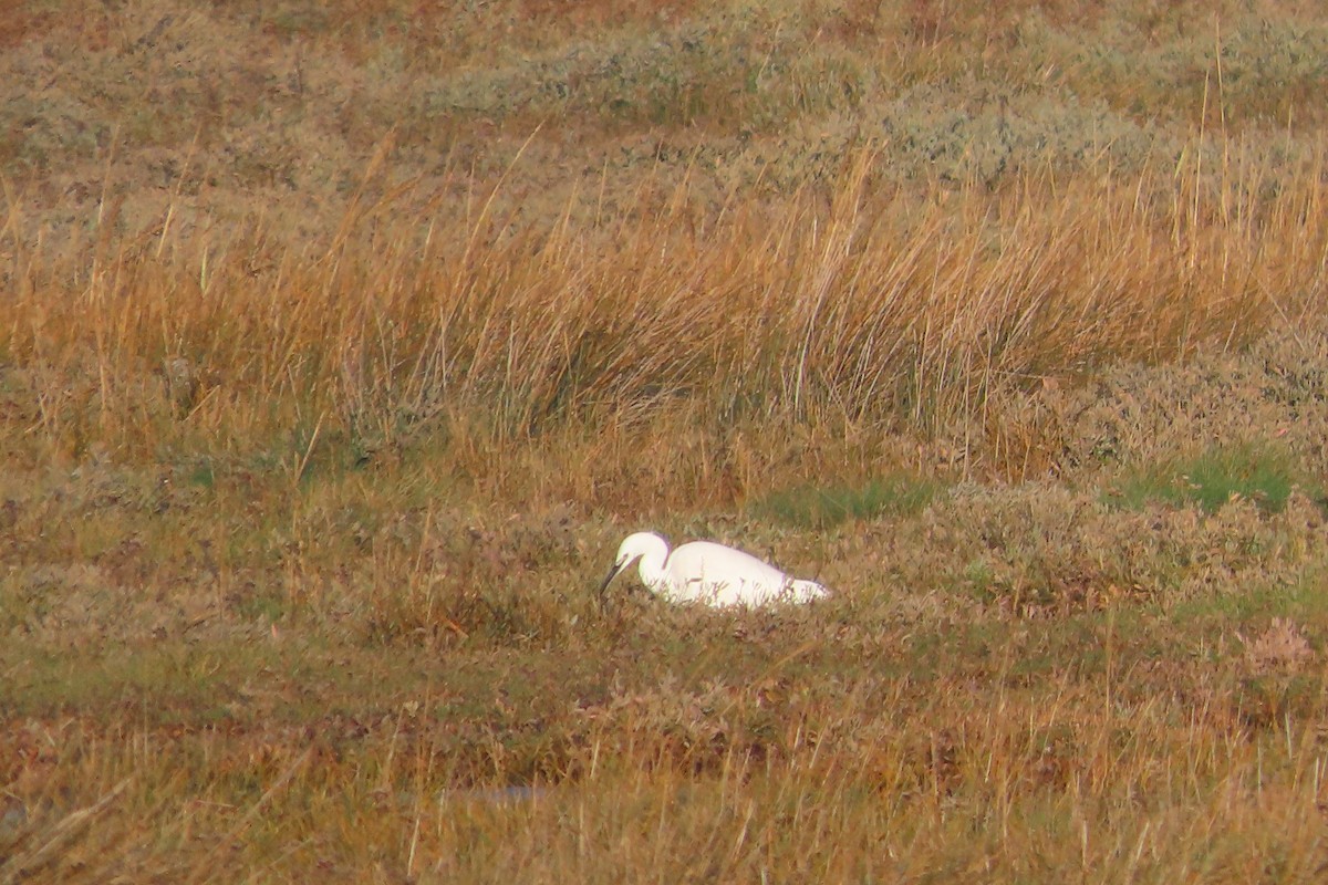Little Egret - ML647222659