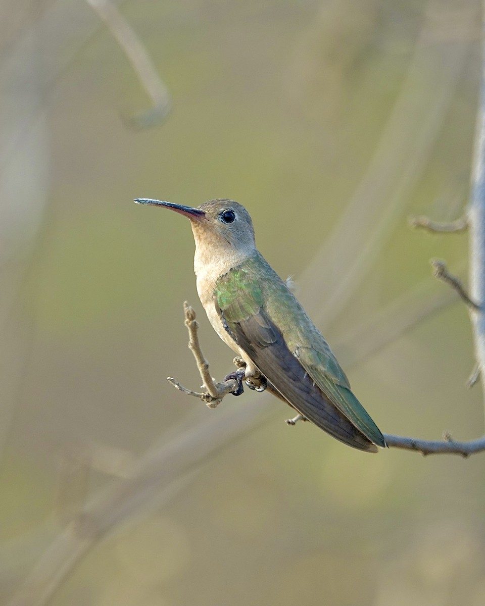 Buffy Hummingbird - ML647222661