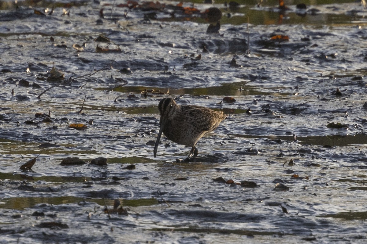 Sibirya Suçulluğu - ML647222662