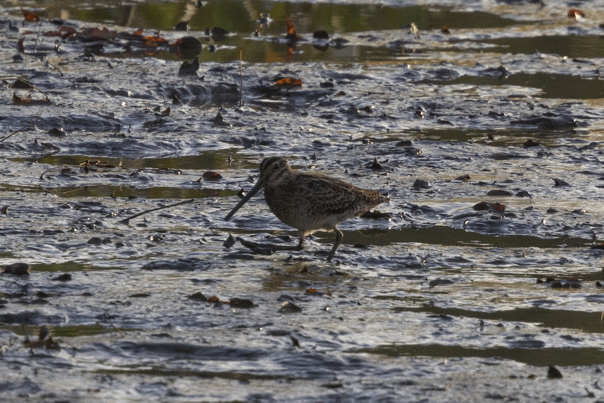 Sibirya Suçulluğu - ML647222663