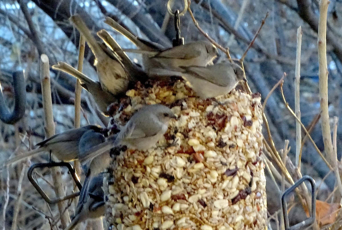 Bushtit - ML647222666