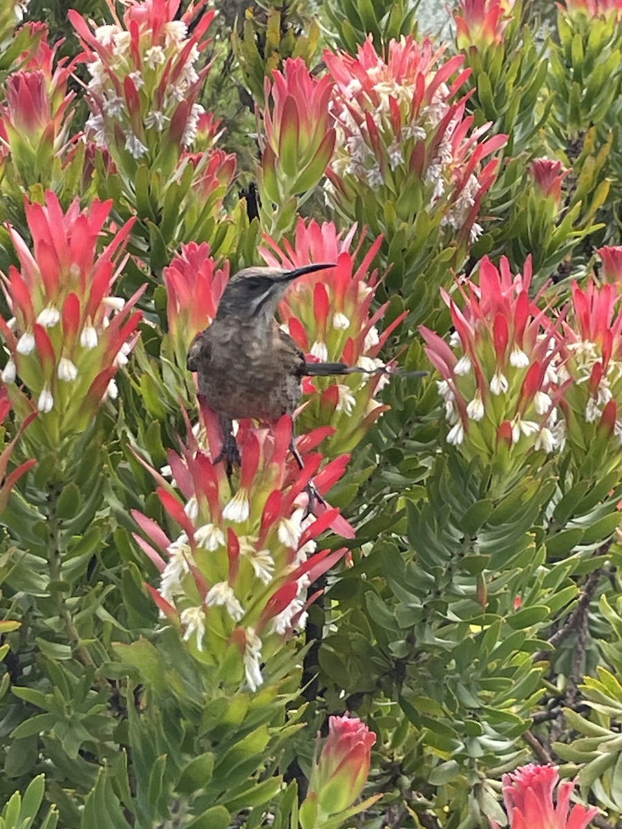 Cape Sugarbird - ML647222667