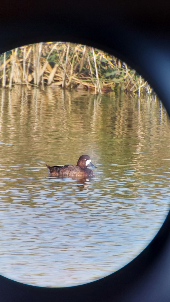 スズガモ - ML647222668