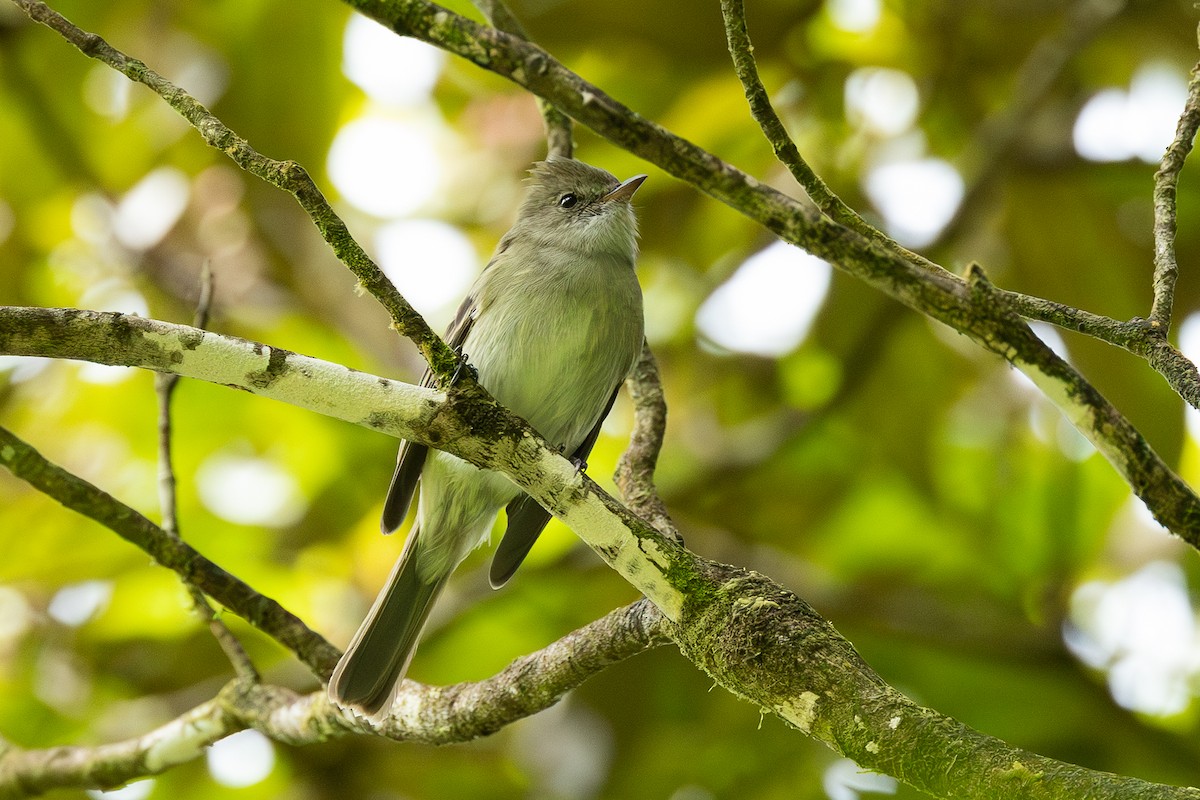 Caribbean Elaenia - ML647222669