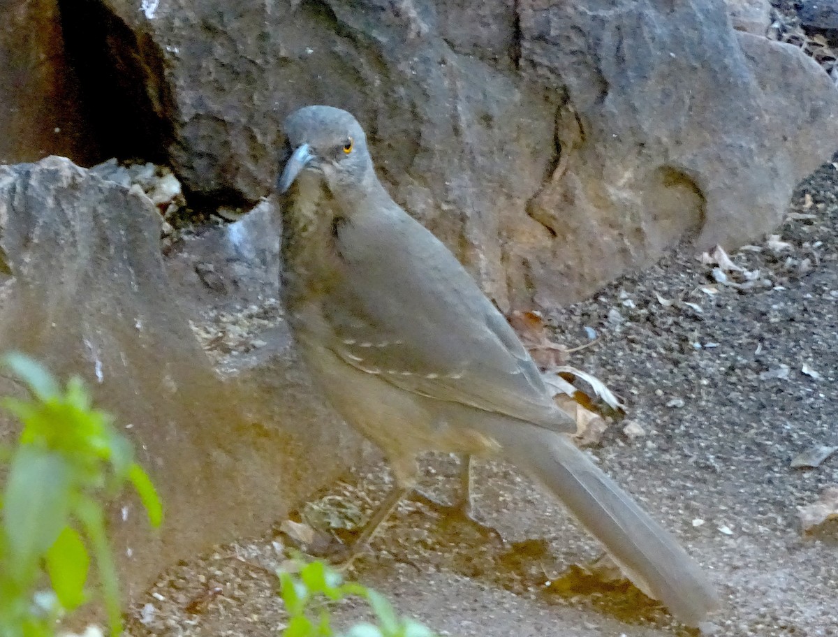 Curve-billed Thrasher - ML647222670