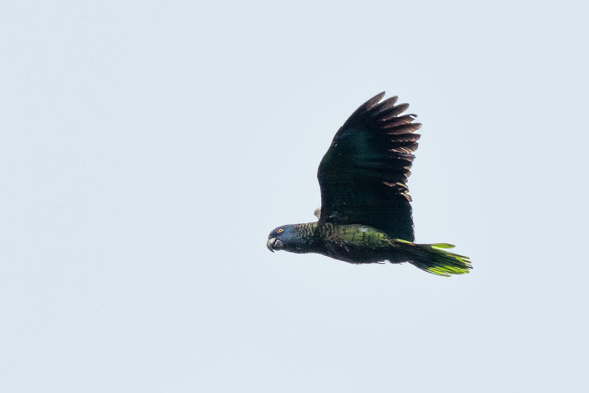 St. Lucia Amazon - ML647222671