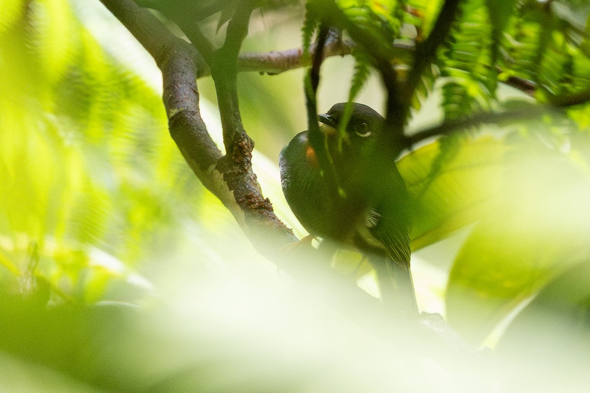 Rufous-throated Solitaire - ML647222673