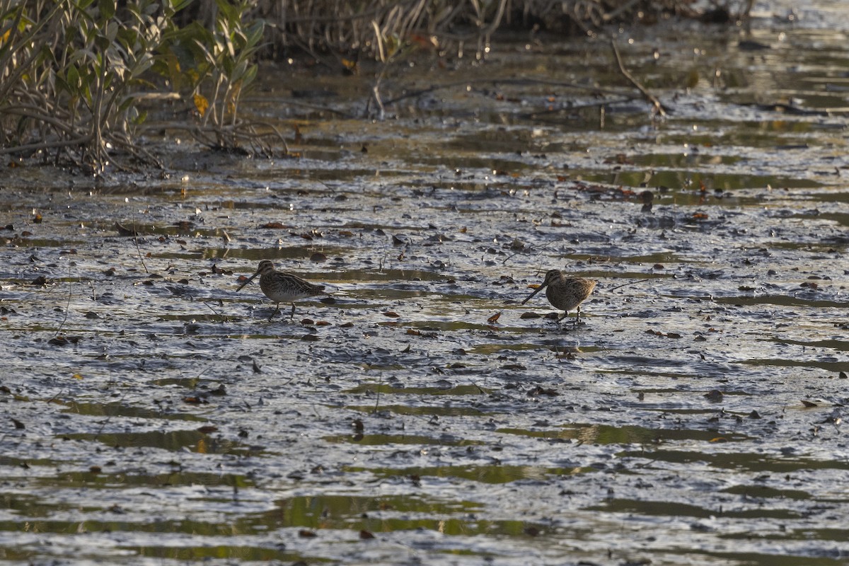 Common Snipe - ML647222674