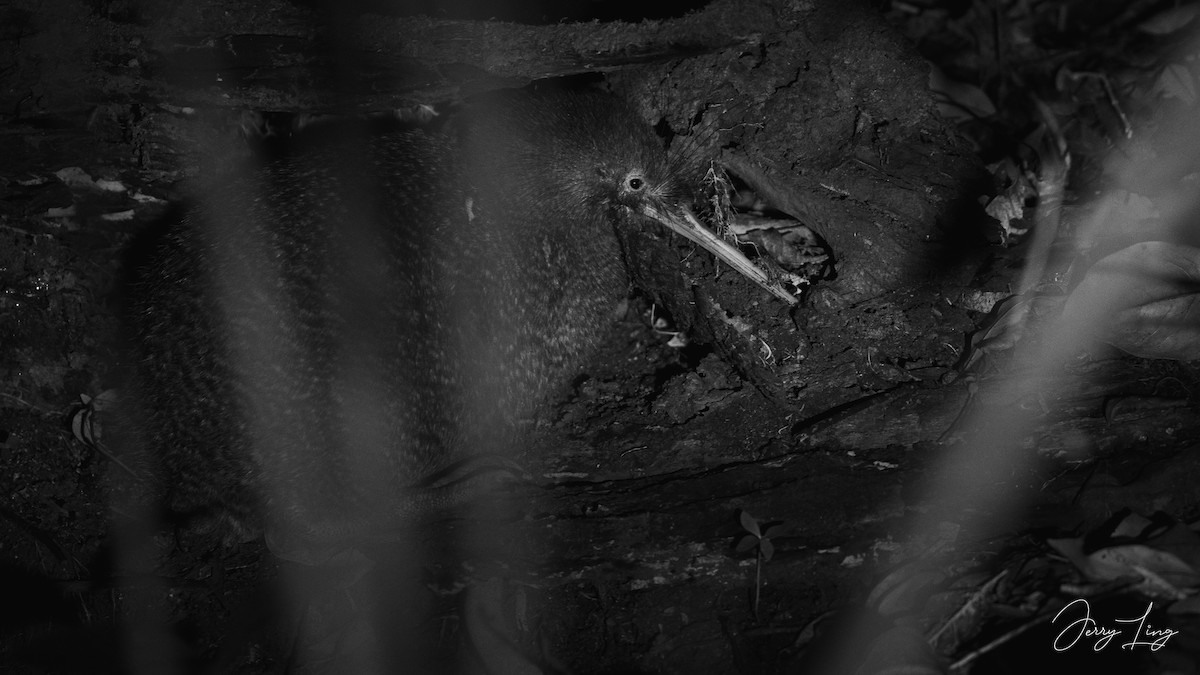 Little Spotted Kiwi - ML647222675