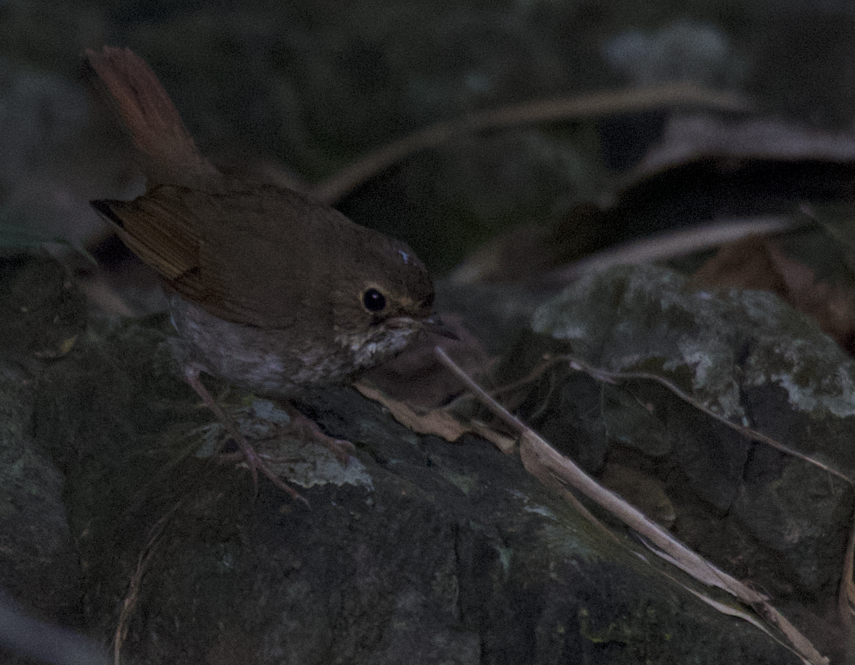 Rufous-tailed Robin - ML647222676