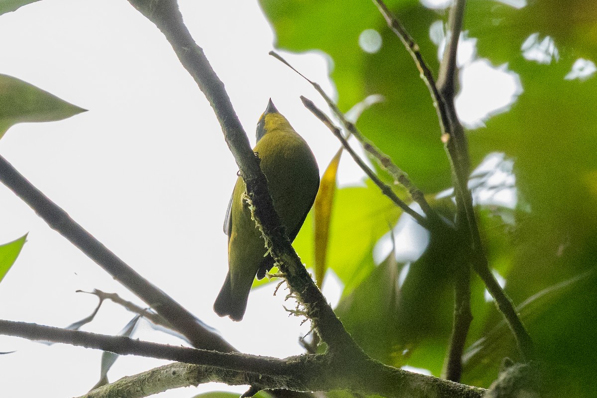 Lesser Antillean Euphonia - ML647222677