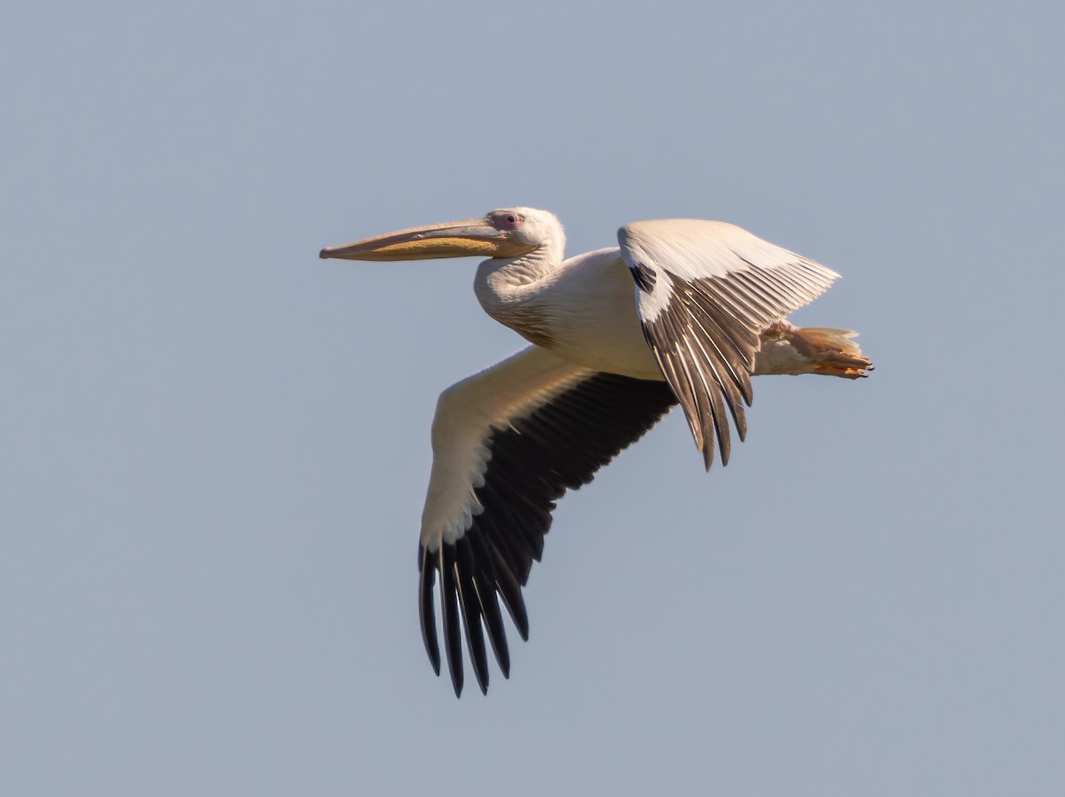 Great White Pelican - ML647222678