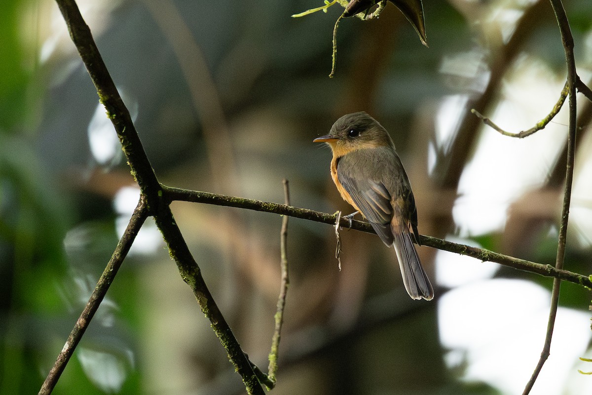 Lesser Antillean Pewee - ML647222679