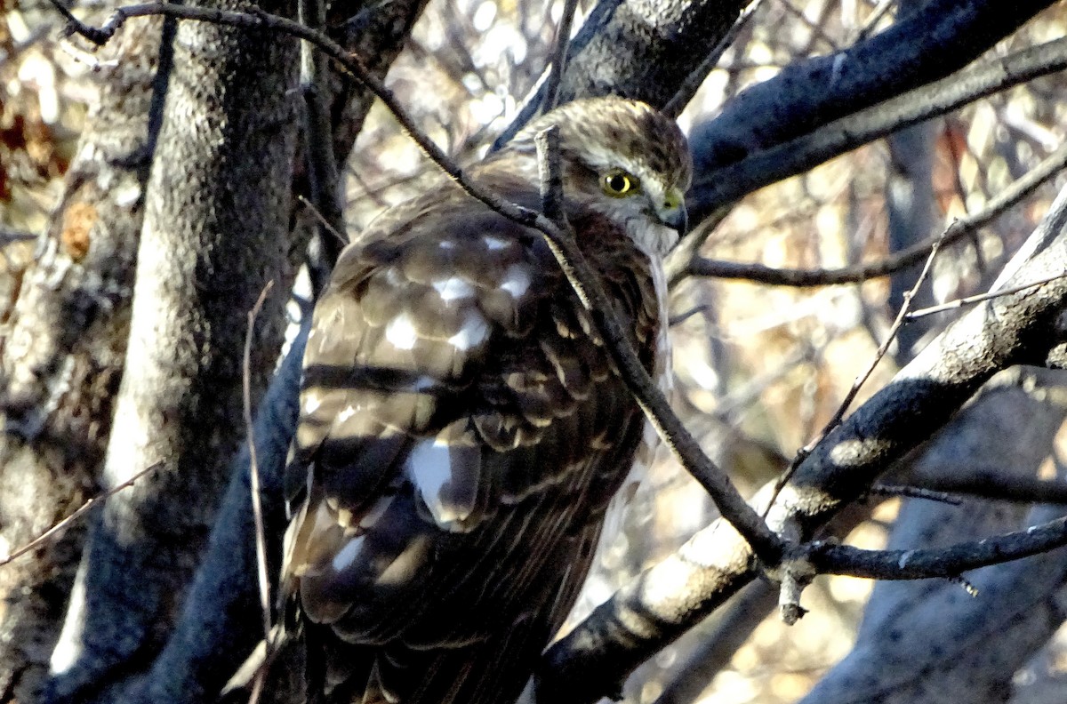 Sharp-shinned Hawk - ML647222680