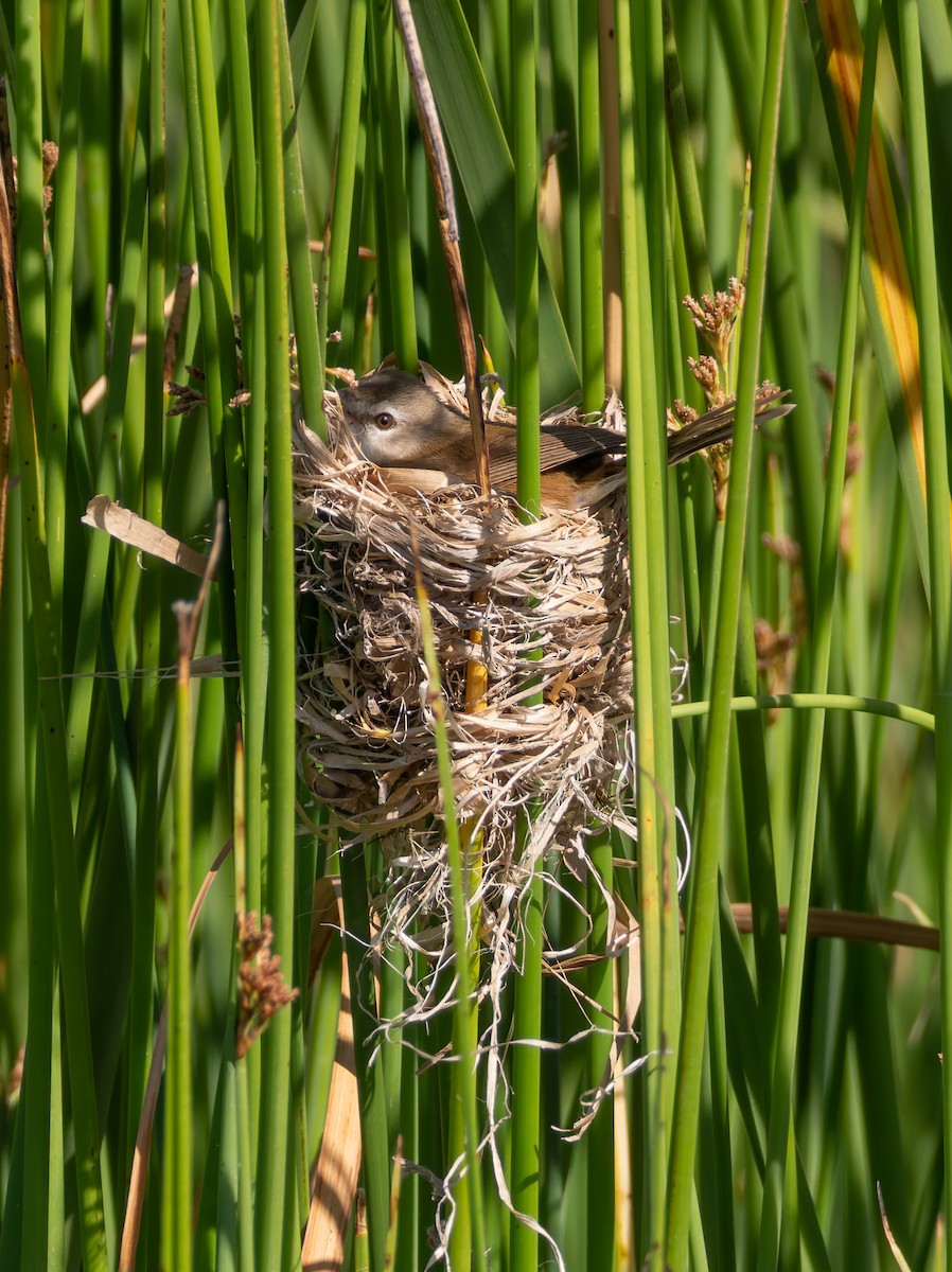 Lesser Swamp Warbler - ML647222681