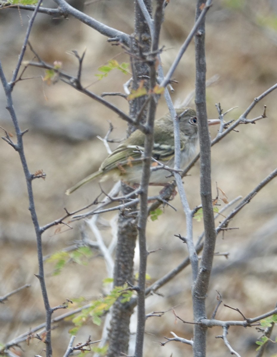 Pearly-vented Tody-Tyrant - ML647222682