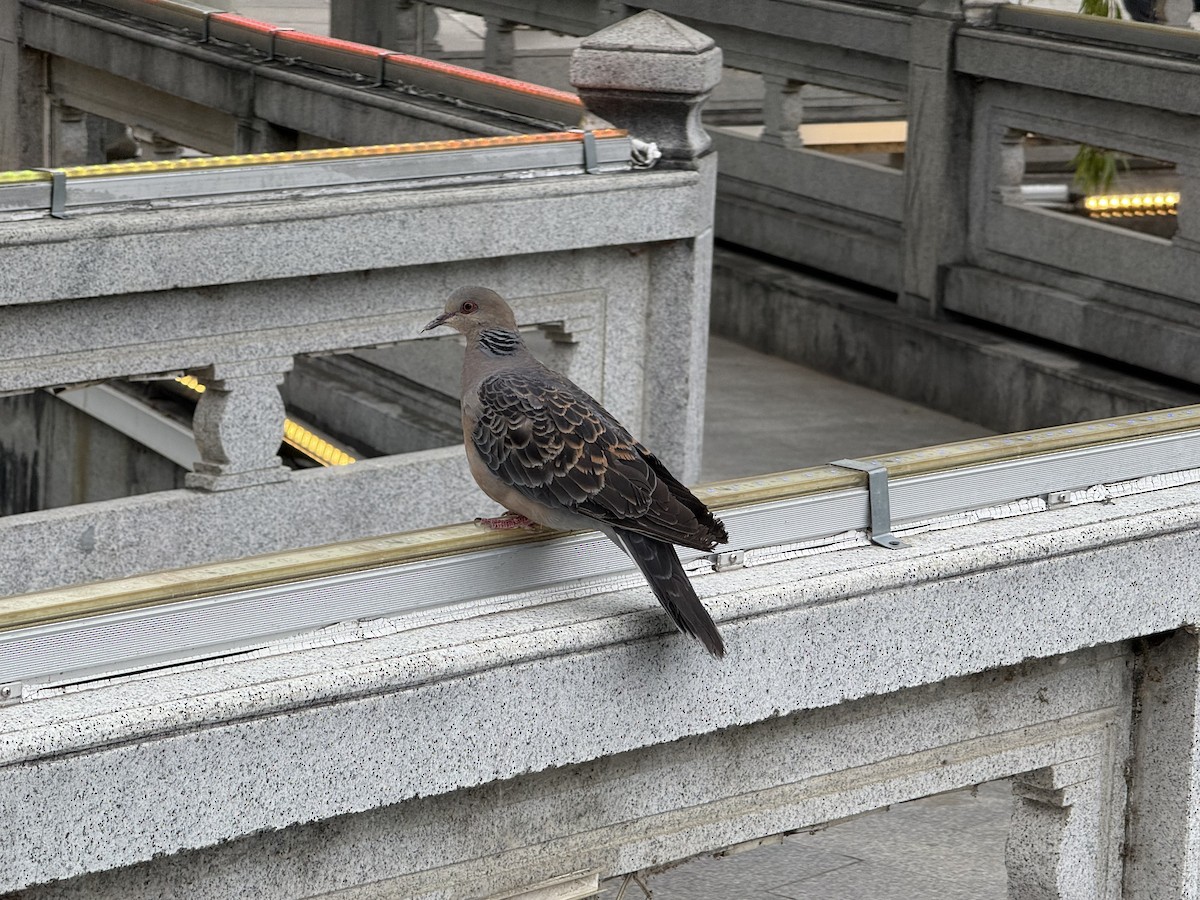 Oriental Turtle-Dove - ML647222685