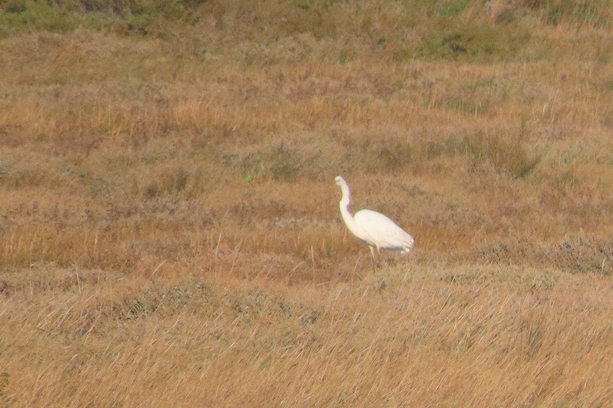 Great Egret - ML647222686