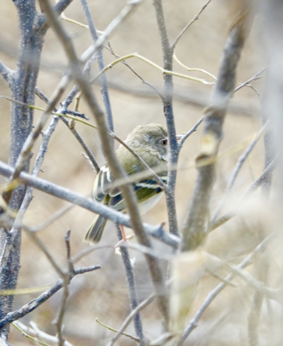 Pearly-vented Tody-Tyrant - ML647222687